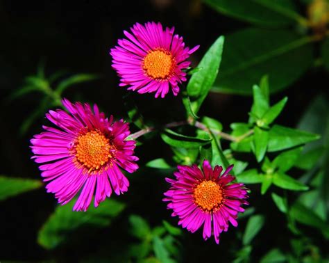 How to Plant, Grow, and Care for Hardy Asters | Dengarden