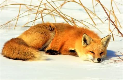 Red Fox - Description, Habitat, Image, Diet, and Interesting Facts