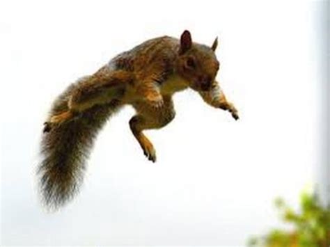 SQUIRREL JUMP FAIL - YouTube