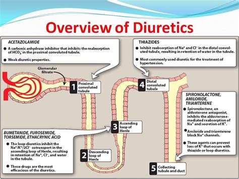 Antidiabetic Drugs Classification and Mechanism of Action - BeautuSampson