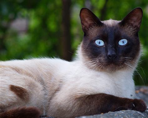 Siamese Cat | Breeds | Cat Mania - For Cat Lovers