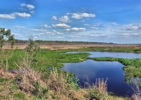 Paynes Prairie Preserve - Florida