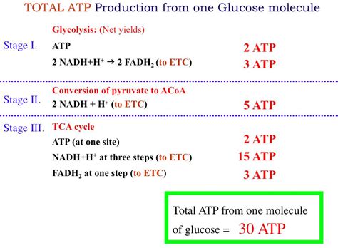 how much atp does glycolysis produce