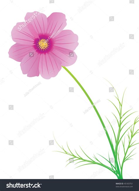 Vector Illustration Cosmos Flower Stock Vector 45183751 - Shutterstock