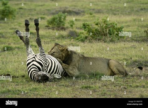 Lion Chasing Zebra