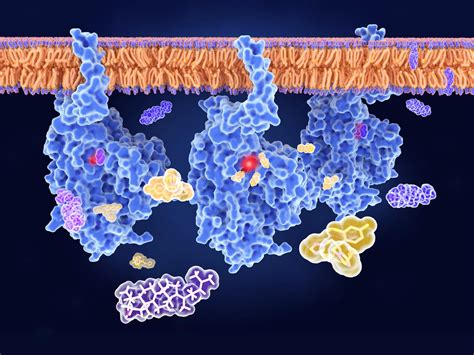 Drug Metabolism | Oxford Biomedical Research