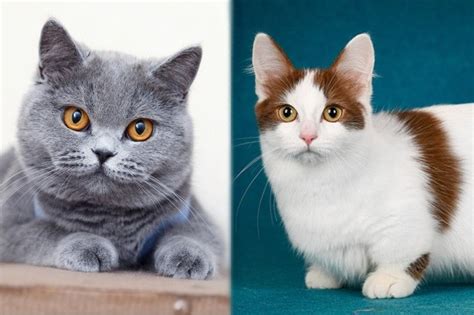 Munchkin British Shorthair Cat Mix: Care Guide, Pictures, Info & More ...