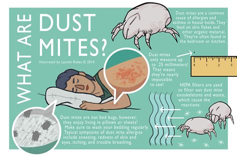 What Are Dust Mites? | Behance :: Behance