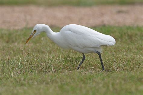 Egret Symbolism & Meaning - Everything You Need To Know