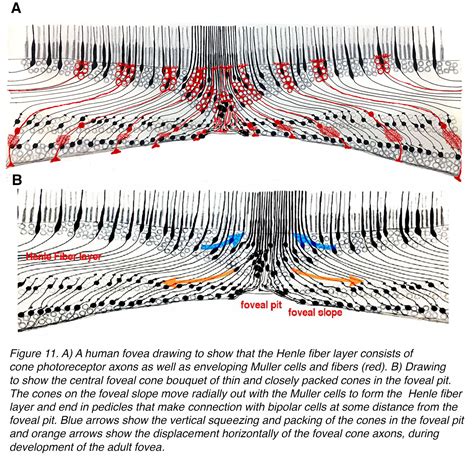 Fovea Histology