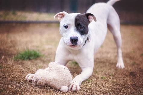 Brindle Boston Terrier Pitbull Mix | Dog Breed Information