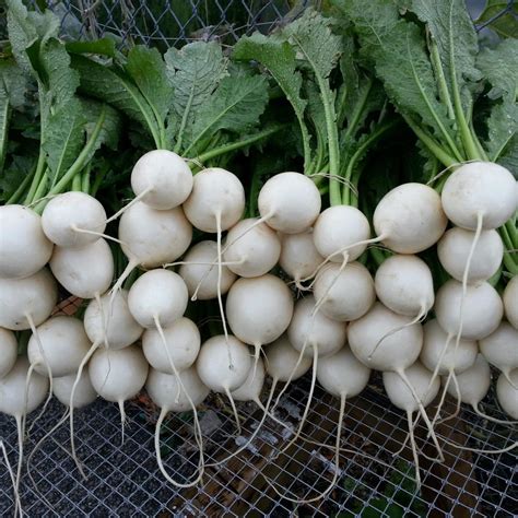 Hakurei turnips – Bay Branch Farm