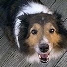 Sheltie Puppies - Sheltie Rescue and Adoption Near You