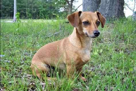 Chiweenie - Breed characteristics and facts | DogsGossip.com