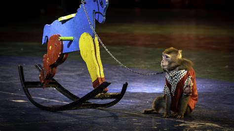 Circuses & Performing Animals - Born Free