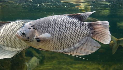 Giant Gourami (Osphronemus goramy) | Care & Tank Mates - Fish Laboratory