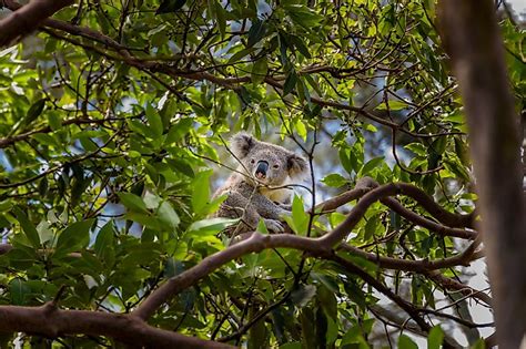 What Is The Role Of Koalas In The Ecosystem? - WorldAtlas