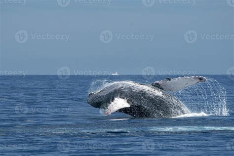 humpback whale breaching 18808338 Stock Photo at Vecteezy