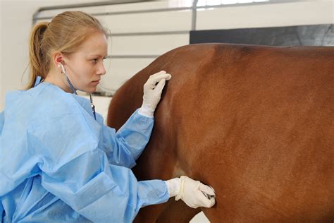 Horse Colic - Everything You Need To Know To Treat This Condition