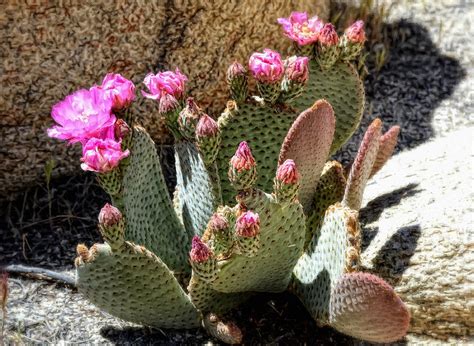 Desert Plants - Fuchsia Cactus Flowers Photograph by Glenn McCarthy Art ...