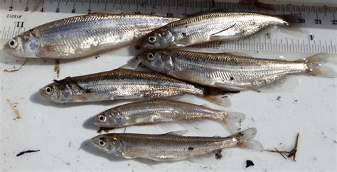 Fish in the Bay – February 2019, UC Davis Trawls – LONGFIN ALERT ...