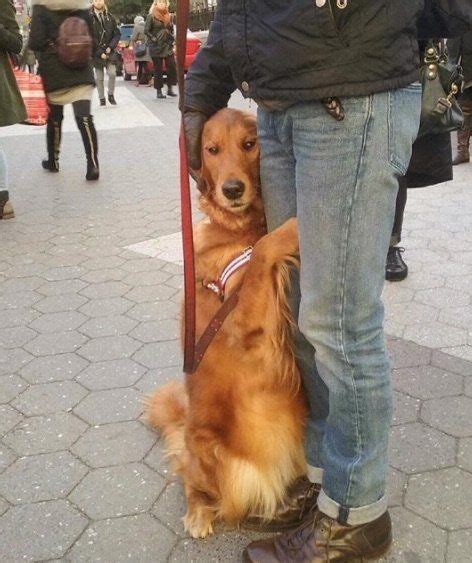 Golden Retriever Loves Giving People Hugs On Her Daily Walks | Golden ...