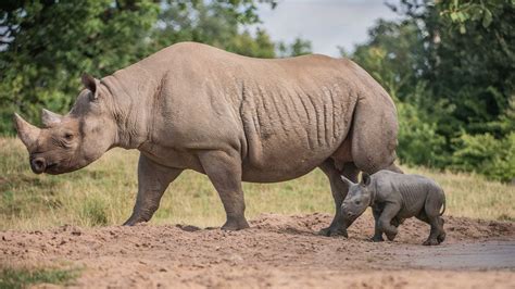 Chinese ban crashes rhino horn price, corruption fuels poaching in SA ...