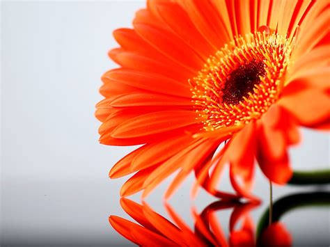 Flowers Wallpapers: Orange Flowers Wallpapers