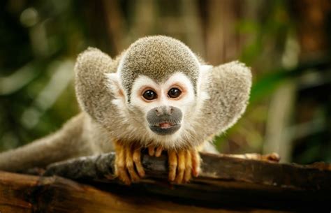 Rainforest Monkeys of Ecuador - Capuchins, Howlers and Spider Monkeys