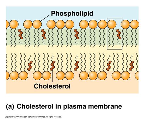 Cholesterol is a lipid molecule. It helps with providing stability to ...