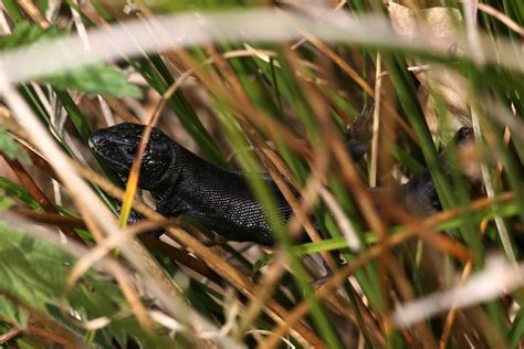 Sand Lizard in July 2019 by Lennart Hudel · iNaturalist