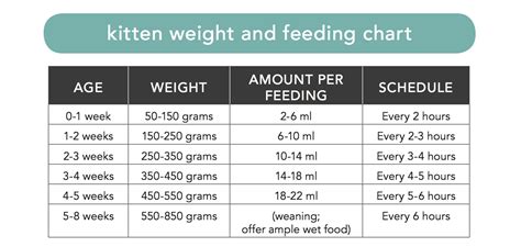 Cat Feeding Guide Wet And Dry Food – Yoiki Guide