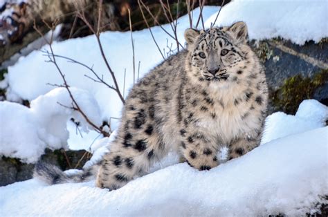 Rare snow leopards spotted near Kazakhstan's Almaty amid COVID-19 ...