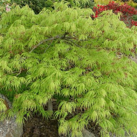 Acer palmatum dissectum 'Viridis' | White Flower Farm