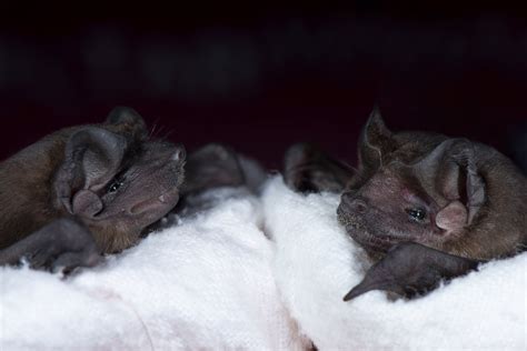 A new social role for echolocation in bats that hunt together