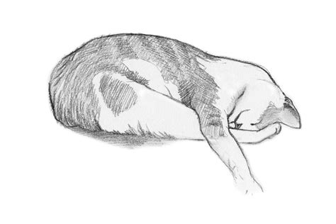 Cat Charcoal Drawing Animal Art Gift for Cat Lover Sleeping