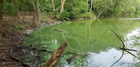 Identifying Cyanobacteria Blooms - Algal Bloom