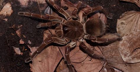 Goliath Tarantula vs Camel Spider: What Are 8 Key Differences? - Wiki Point