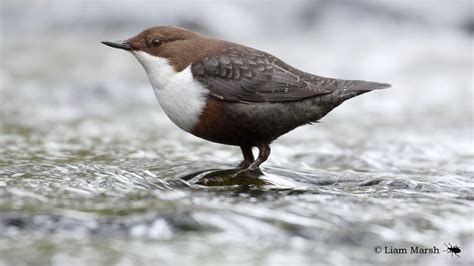 Bird ID and river walk - Blackdown Hills National Landscape