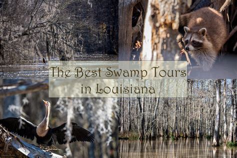 3 Best Bayou Swamp Tours in Louisiana