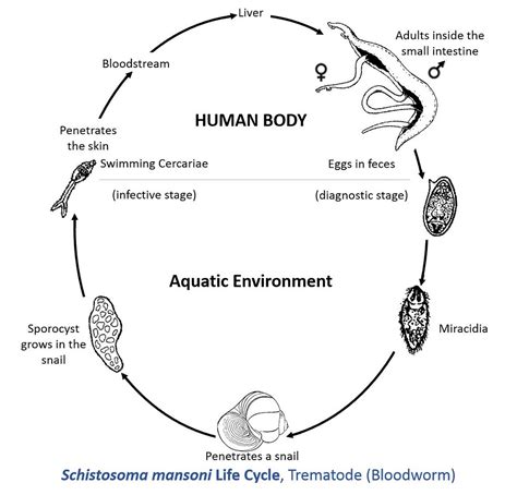 Schistosoma Mansoni Life Cycle