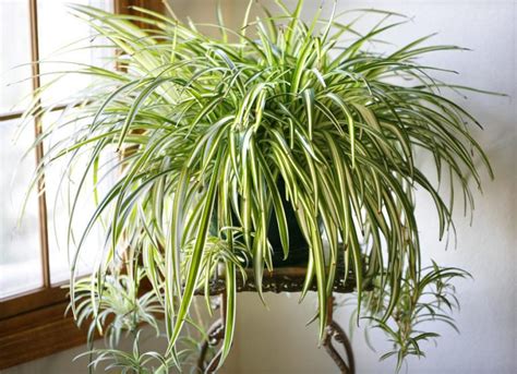 These Plants Are Oxygen Bombs & They Clean The Air In Your Home