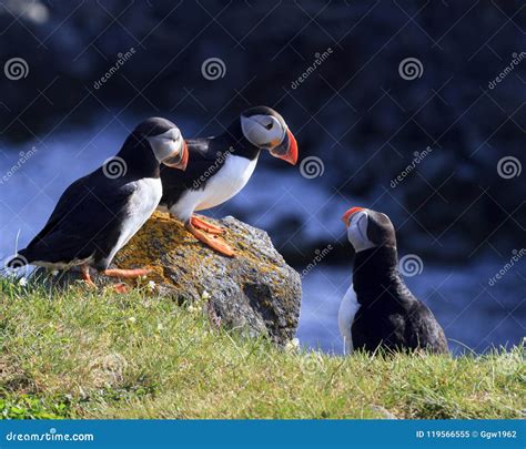 Puffins on the cliff stock image. Image of feathers - 119566555