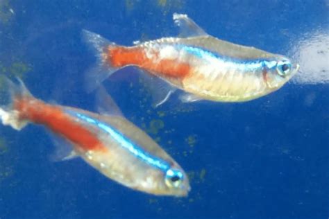 Neon Tetra Disease: Causes, Symptoms, Treatment & Prevention – Pet Fish ...