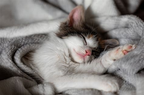 Kitten Sleep Cute - Free photo on Pixabay - Pixabay