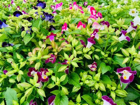 Torenia Mix | Bloom-Masters