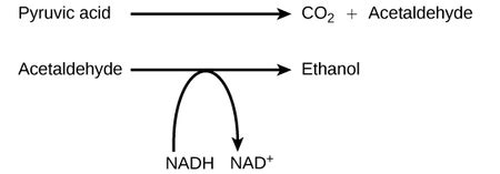 Lactic Acid vs. Alcoholic Fermentation | Process & Examples - Video ...