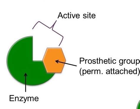 Cofactors, enzymes and prosthetic groups.-unfinished | Slide Set