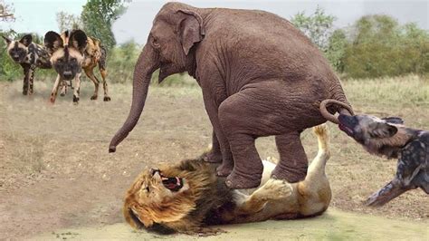 Elephant Attack Lion