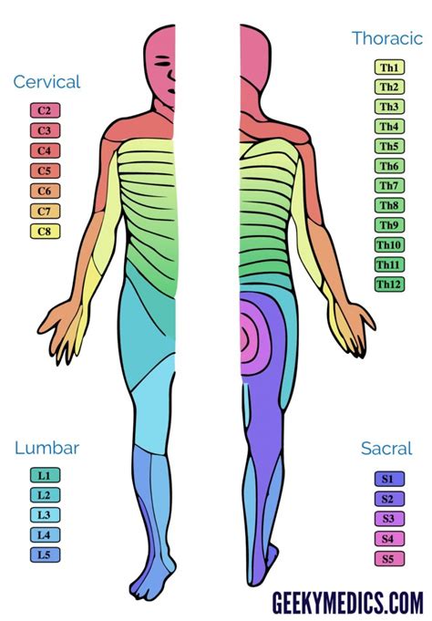 Printable Dermatome Map - Printable Maps